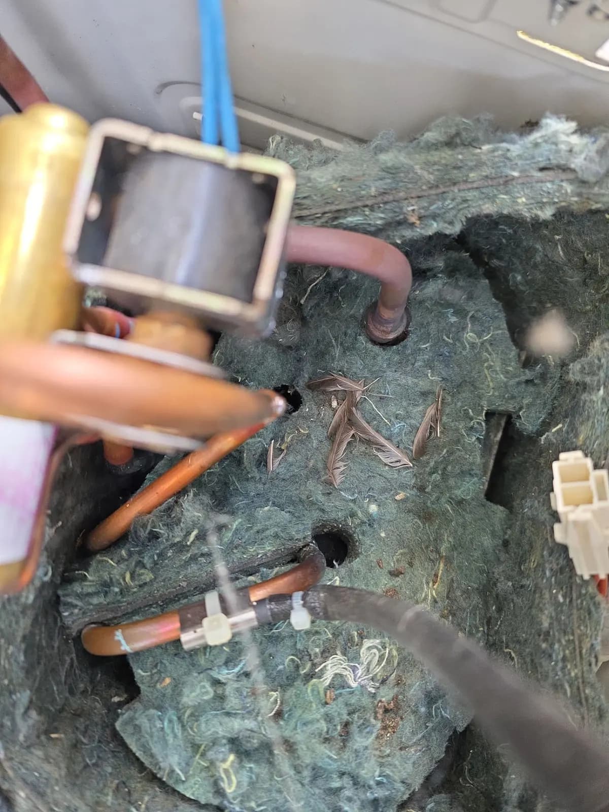 Feathers and nest debris on the compressor blanket inside an open ductless outdoor unit